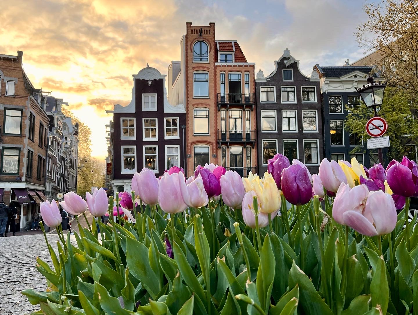 Tulips of Amsterdam on side of street.